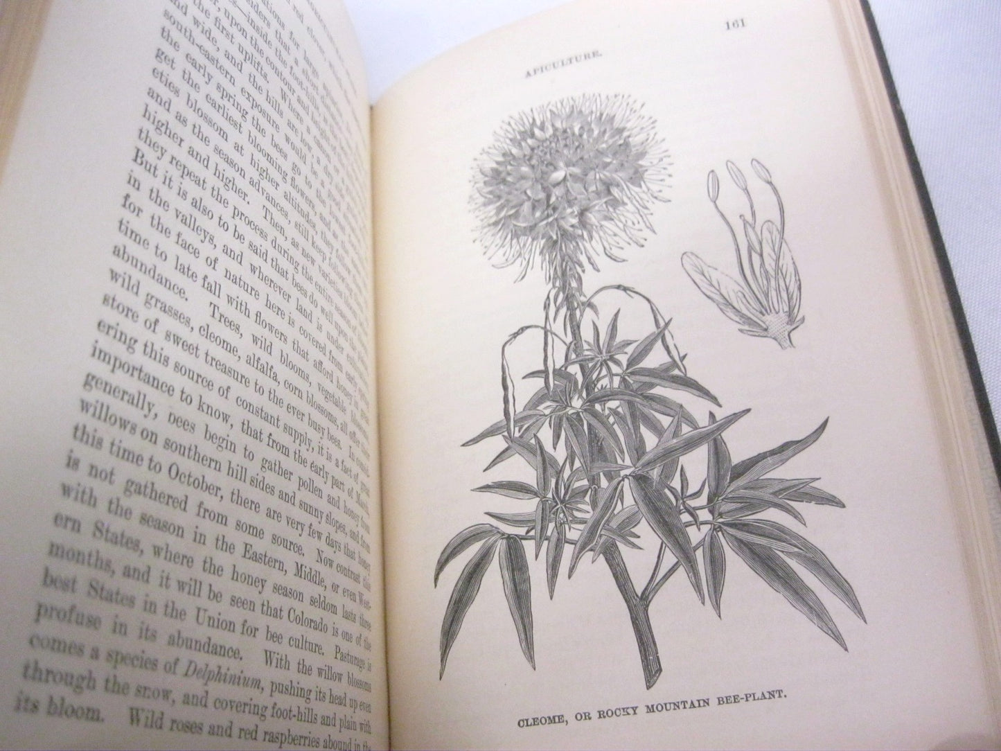 Colorado as an Agricultural State; its Farms, Fields, and Garden Lands by William E. Pabor